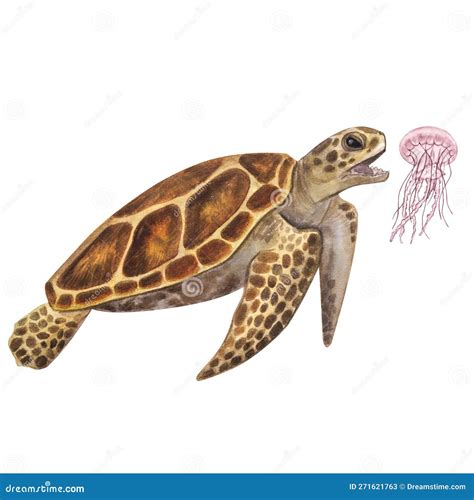 Big Sea Turtle Hunts Eats Jellyfish Endangered Hand Drawn Watercolor