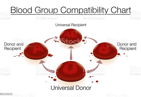 Doador Universal O Negativo - Vetores de Gráfico De Compatibilidade De Grupo Sanguíneo Com Doador ...