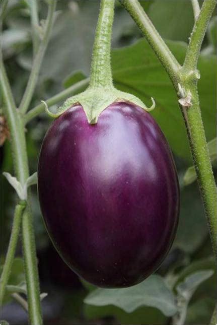 F1 Hybrid Brinjal Jeeva At Best Price In Bengaluru By Indo American