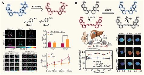 Molecular Design Of Nir Ii Polymethine Fluorophores For Bioimaging And