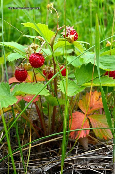 Pin de Neset Arici en Dal uçlarındaki hazineler Jardín de fresas