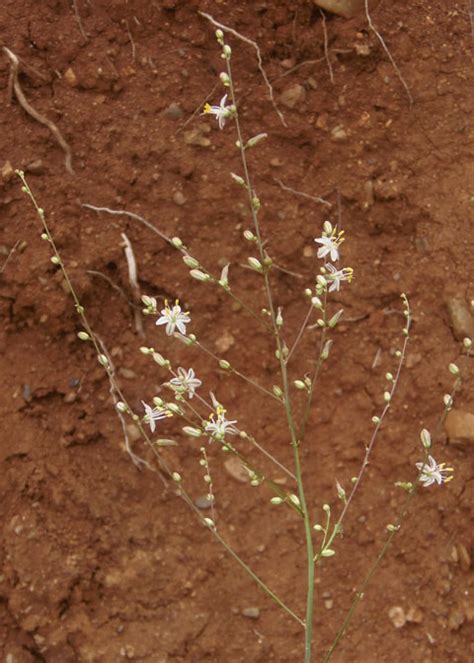 Small Flowered Soap Plant Chlorogalum Parviflorum