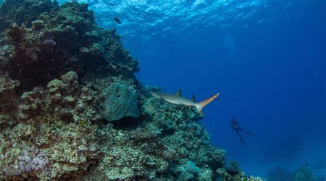 Reef Encounter And Daintree Rainforest Explore North Queensland