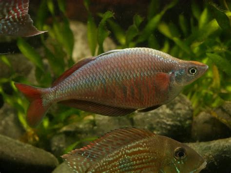 Rainbow Fish Moonlightaquatics