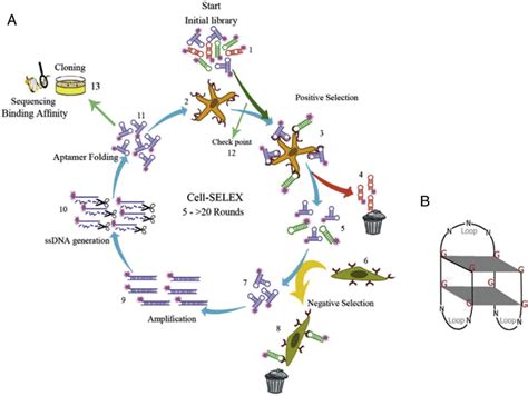 A Schematic Diagram Of Dna Aptamer Selection Using Cell Selex