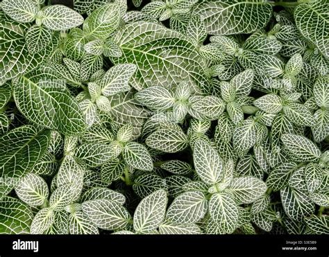 Silver Nerve Fittonia Plant From Above Stock Photo Alamy