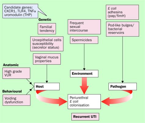 Urinary Tract Infection Pathophysiology Diagram