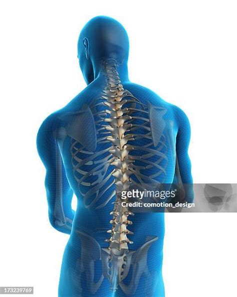 18,767 Spine Anatomy Stock Photos, High-Res Pictures, and Images ...