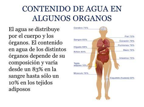 EL AGUA EN EL CUERPO HUMANO DISTRIBUCION PROPIEDADES CARACTERISTICAS