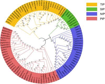 Frontiers Genome Wide Analysis And Expression Of The Aquaporin Gene