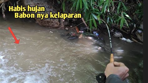 Mancing Ikan Wader Di Bawah Batu Cadas Sehabis Hujan Sambaran Wader