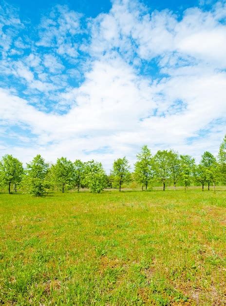 Premium Photo | Meadow and forest