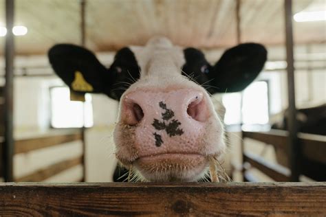 Why the Texas Farm Fire Is a Wakeup Call for Dairy Lovers | VegNews