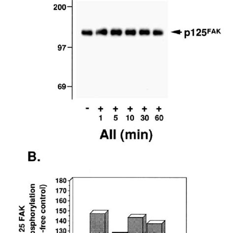 Time Course Of Aii Stimulated Paxillin Tyrosine Phosphorylation A