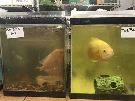 Two Poor Fish At My School Rshittyaquariums