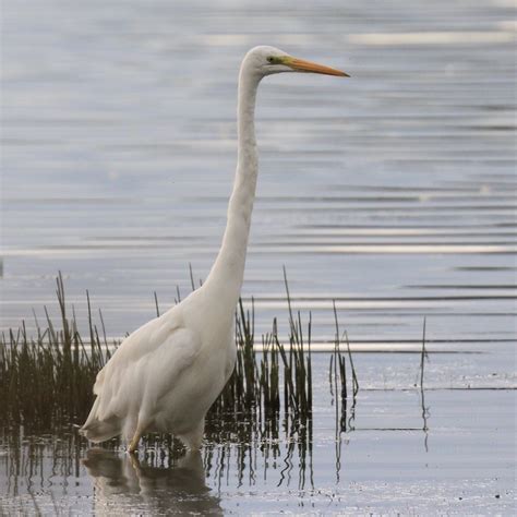 Wat Een Prachtige Vogel De Grote Zilverreiger Texelse