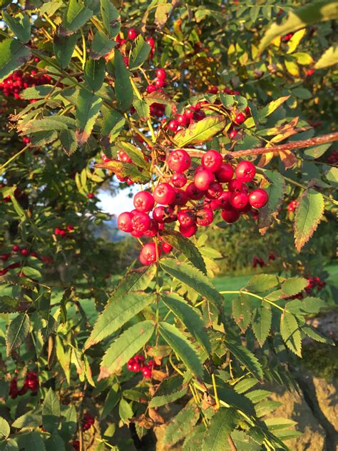 Rowan Tree Pam C Golden