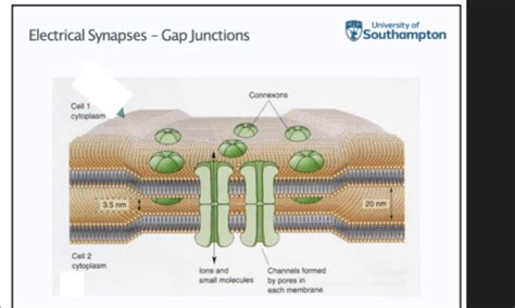 Synaptic Transmission Flashcards Quizlet