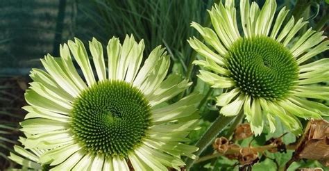 Echinacea Flower Seeds 40pcs For Landscaping - BestSeedsOnline.com - Free Shipping Worldwide