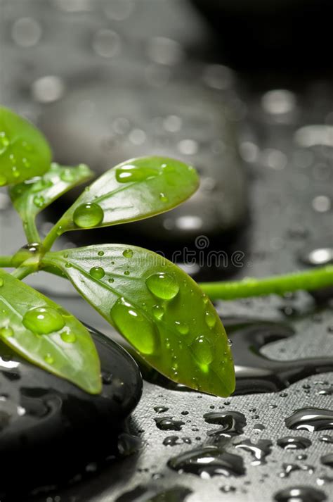 Folha Verde Na Pedra Dos Termas Imagem De Stock Imagem De Macro