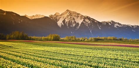 Сортови семена България-Високо качество на достъпни цени