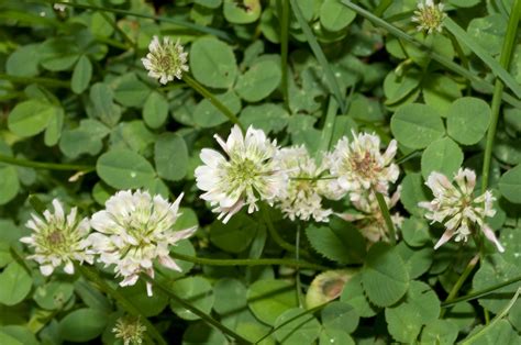 Trifolium Repens White Clover