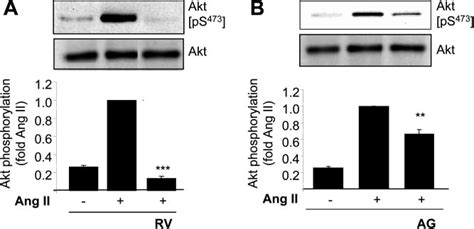 Effect Of Rv And Ag On Ang Ii Induced Akt Phosphorylation Vsmcs