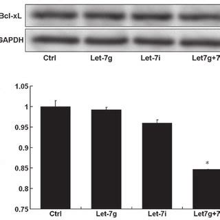 A Effects Of Overexpression Of Let G I On The Bcl Xl Protein B