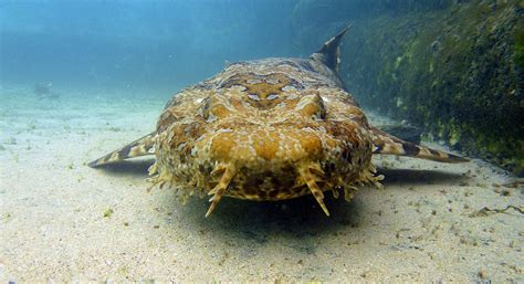 Wobbegong watching photo and wallpaper. Cute Wobbegong watching pictures