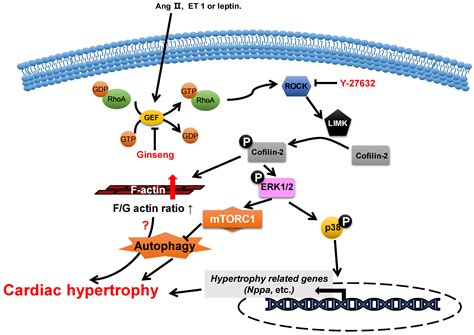 Actin Binding Proteins In Cardiac Hypertrophy Encyclopedia MDPI