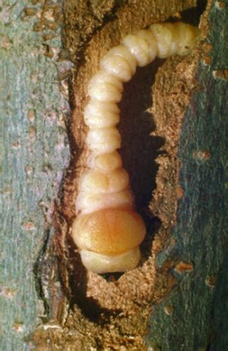 Flat Headed Apple Tree Borer Integrated Pest Management