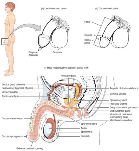 Scb 115 Lab 12 Reproductive System Natural Sciences Open Educational Resources