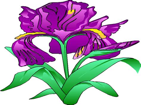 The best free Iris clipart images. Download from 57 free cliparts of Iris at GetDrawings