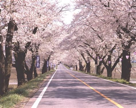 栃木県でおすすめのお花見スポット 関東lovers