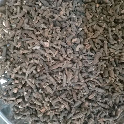 Marathi Moggu Kapok Buds Latest Price Manufacturers And Suppliers