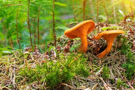 Lactarius Deliciosus Mushrooms In Low Grass And Moss In The Forest