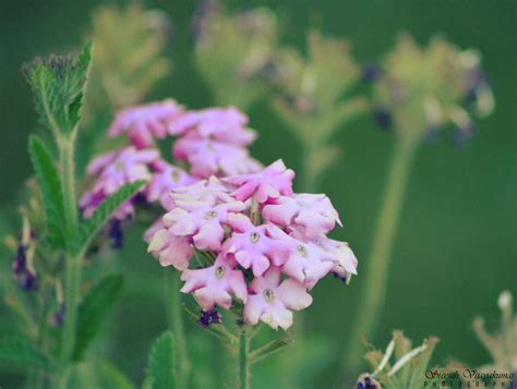 Flowers of Ladakh – Sree is travelling