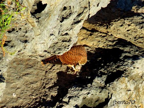 Birding Cascais Juvenis De Peneireiro Common Kestrel Falco