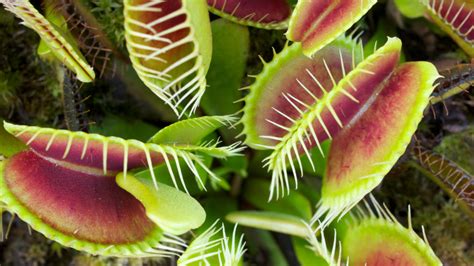 Tanaman Venus Flytrap Tumbuhan Karnivora Pemakan Serangga Yang Menarik