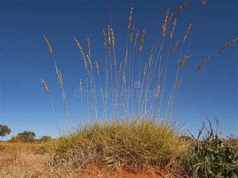 Spinifex Grass stock photo. Image of genus, triodia, prickly - 14914248