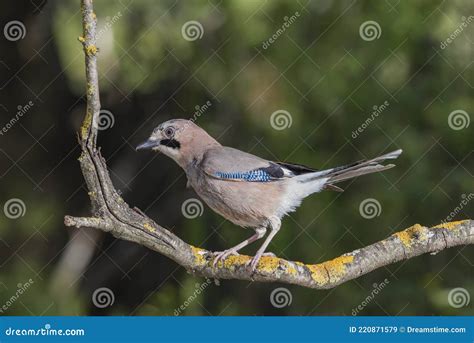 Eurasian Jay Garrulus Glandarius Stock Image Image Of Reflection