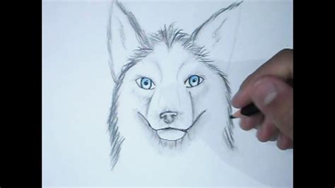 Comment Dessiner Un Chien Husky Tuto Hifive Youtube