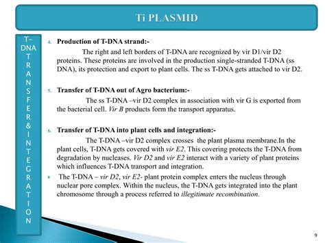 Ti Plasmid Ppt