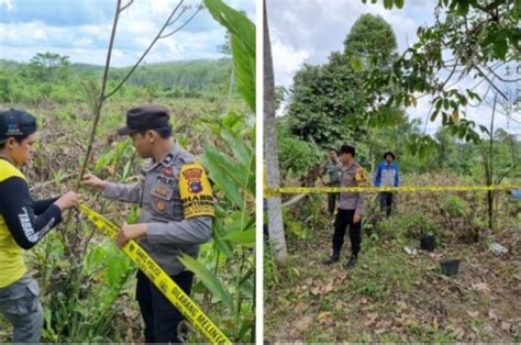 Berkebun Di Kawasan Hutan Mantan Security Ditangkap Polisi