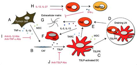 Schematic Representation Of Cytokinechemokine And Cell Networks