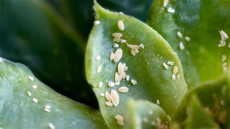 Cochenilles Comment Identifier Ces Parasites Et Sauver Votre Citronnier