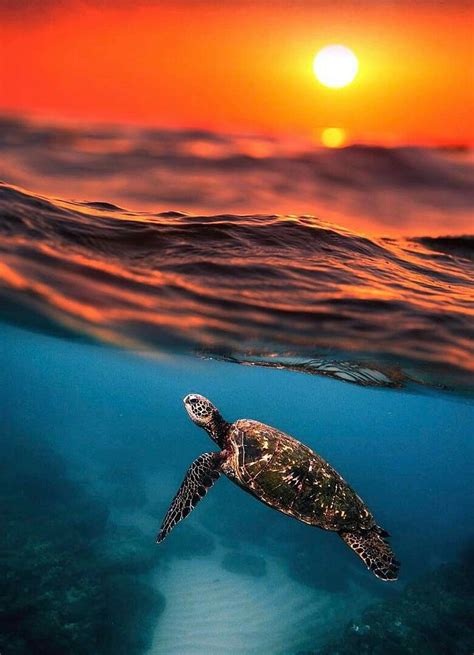 Ocean Baby Sea Turtle Ocean Turtle Hd Phone Wallpaper Pxfuel