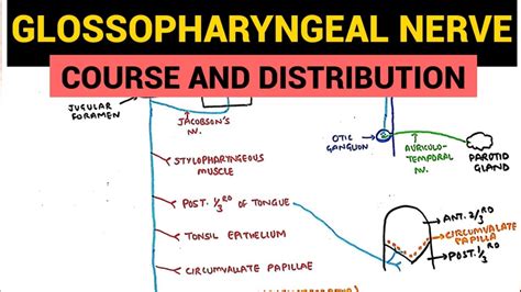 Glossopharyngeal Nerve Course And Distribution Neuroanatomy YouTube