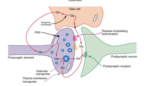 Neurotransmission Und Modulation Teil 1 Flashcards Quizlet