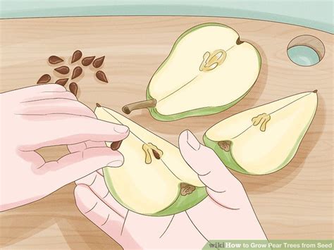 How To Grow Pear Trees From Seed With Pictures Wikihow